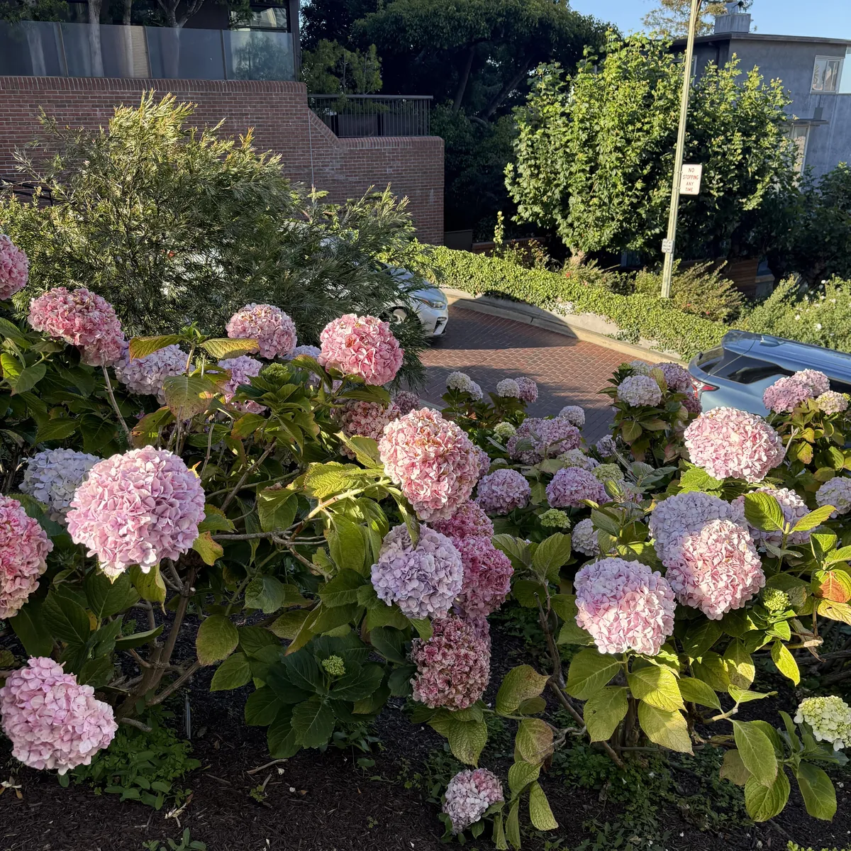 Hortensias en los parterres junto a una de las curvas empedradas de Lombard Street